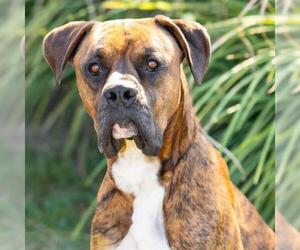Boxer-Unknown Mix Dogs for adoption in Camarillo, CA, USA