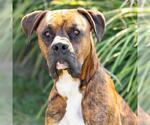 *CLARK - Male Boxer-Unknown Mix Dog for Adoption - Small photo