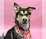 Small #2 Huskies  Mix