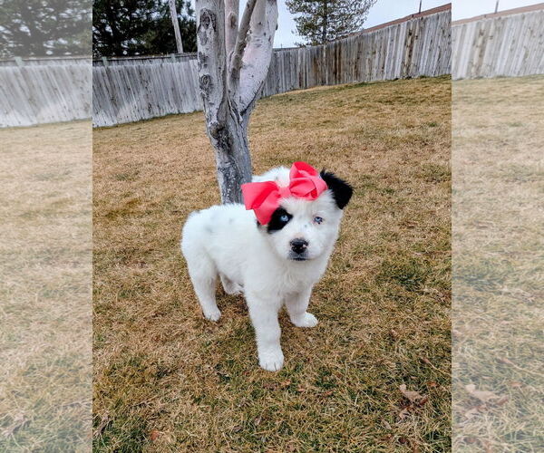 Medium Photo #6 Australian Shepherd-Unknown Mix Puppy For Sale in Sandy, UT, USA