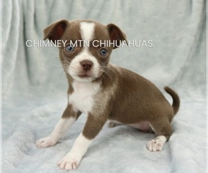 Chihuahua Puppy for sale in MUSKOGEE, OK, USA