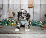 Small Photo #12 Cocker Spaniel Puppy For Sale in BALTIC, OH, USA