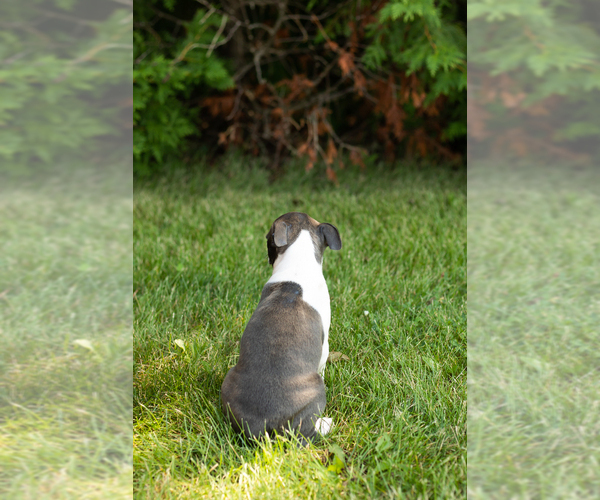 Medium Photo #35 Boston Terrier Puppy For Sale in MILFORD, IN, USA
