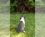 Small #34 Boston Terrier
