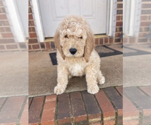 Goldendoodle Puppy for sale in NEWTON, NC, USA