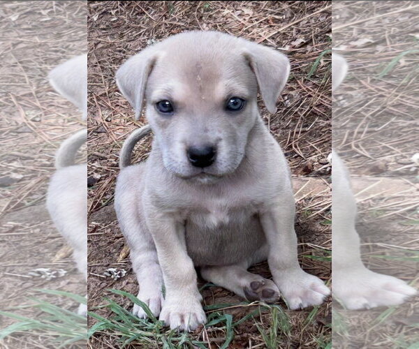 Medium Photo #1 Labrador Retriever-Unknown Mix Puppy For Sale in Rockaway, NJ, USA