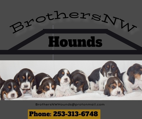 Medium Photo #1 Basset Hound Puppy For Sale in SEQUIM, WA, USA