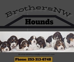 Small Basset Hound