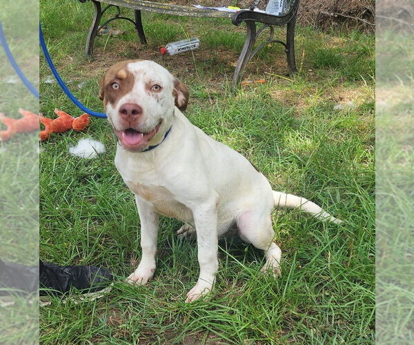 Medium Photo #3 American Pit Bull Terrier-Unknown Mix Puppy For Sale in Wetumpka, AL, USA