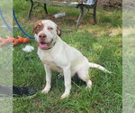 Small #2 American Pit Bull Terrier Mix