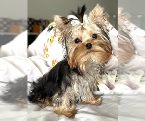 Yorkshire Terrier Puppy for sale in CORAL SPRINGS, FL, USA