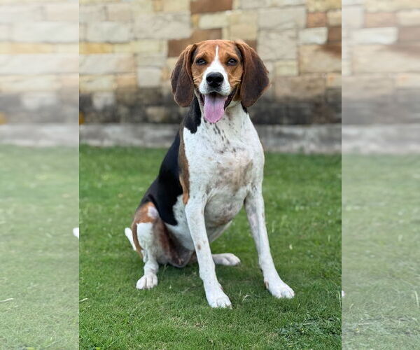 Medium Photo #1 Treeing Walker Coonhound Puppy For Sale in PIPE CREEK, TX, USA
