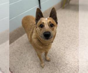 Mutt Dogs for adoption in Brighton, CO, USA