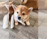 Small #1 Shiba Inu