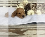Small #1 Dachshund