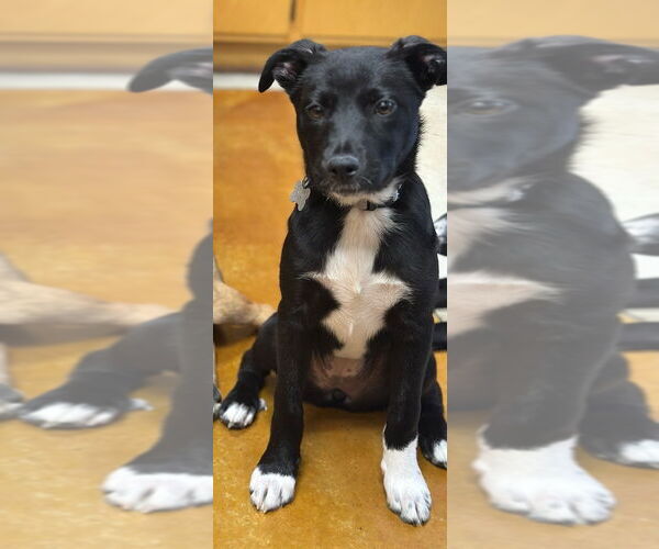Medium Photo #2 Mutt Puppy For Sale in Oak Bluffs, MA, USA