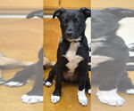 Small #1 Mutt