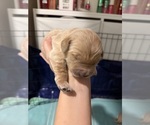 Litter of 6 - Male(s) and Female(s) Golden RetrieverLitter of Puppies for Sale - Photo #5