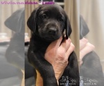 Small Photo #24 Labrador Retriever Puppy For Sale in POCAHONTAS, IL, USA