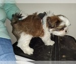 Puppy Thing 1 Shih Tzu