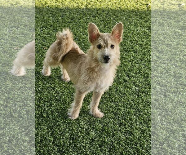Medium Photo #2 Norwich Terrier-Unknown Mix Puppy For Sale in Agoura Hills, CA, USA