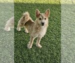 Small #1 Norwich Terrier Mix