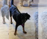 Small #10 Markiesje-Spaniel Mix