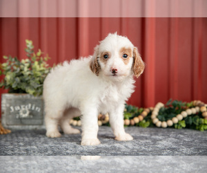 Medium Goldendoodle (Miniature)