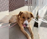 Small #3 Retriever  Mix