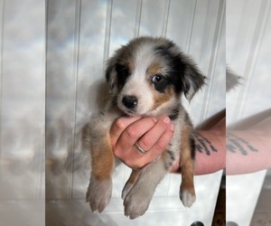 Australian Shepherd Puppy for sale in GREENVILLE, TX, USA