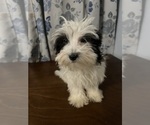 Small #1 Havanese