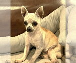 Small #12 Chihuahua
