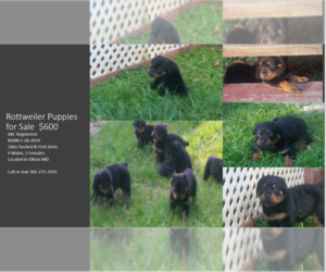 Rottweiler Puppy for sale in ELKTON, MD, USA