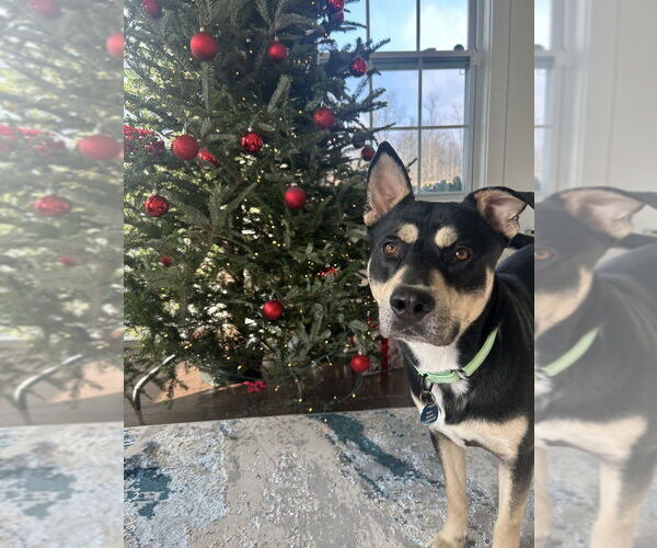 Medium Photo #4 Siberian Husky-Unknown Mix Puppy For Sale in Springdale, PA, USA