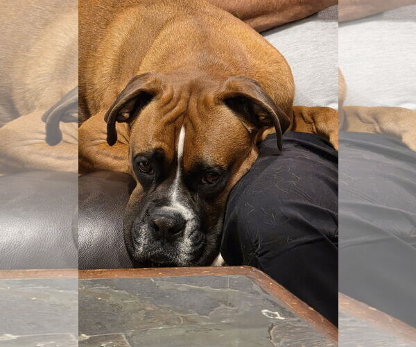Medium Photo #2 Boxer Puppy For Sale in Dumont, NJ, USA