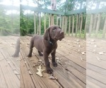Small #11 Wirehaired lab