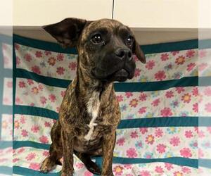 Boxer Dogs for adoption in HESPERIA, CA, USA