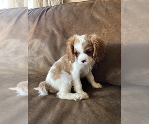 Cavalier King Charles Spaniel Puppy for sale in DRESSER, WI, USA