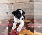 Small #12 Border Collie