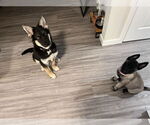Small #9 German Shepherd Dog