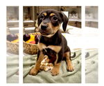 Small #5 Mutt