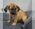Small #3 Mastiff Mix