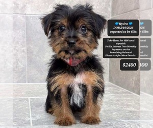 Yorkshire Terrier Puppy for sale in TUCSON, AZ, USA