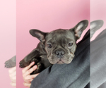 Small Photo #5 French Bulldog Puppy For Sale in ADRIAN, MI, USA