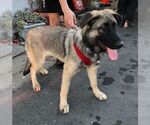 Small #1 German Shepherd Dog Mix