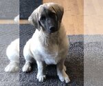Small Photo #13 Anatolian Shepherd-Unknown Mix Puppy For Sale in Plymouth, MN, USA