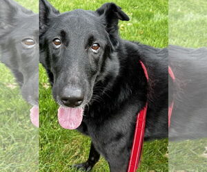 German Shepherd Dog-Unknown Mix Dogs for adoption in Princeton, MN, USA