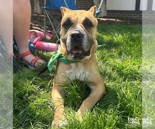 Medium Photo #9 Boxer-Unknown Mix Puppy For Sale in Washington, DC, USA