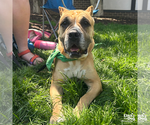 Small #8 Boxer Mix