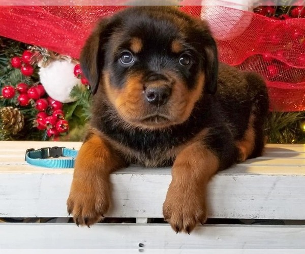 Medium Photo #4 Rottweiler Puppy For Sale in PINE GROVE, PA, USA